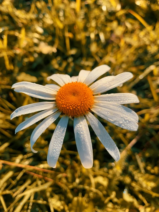 a daisy with lots of water droplets in it