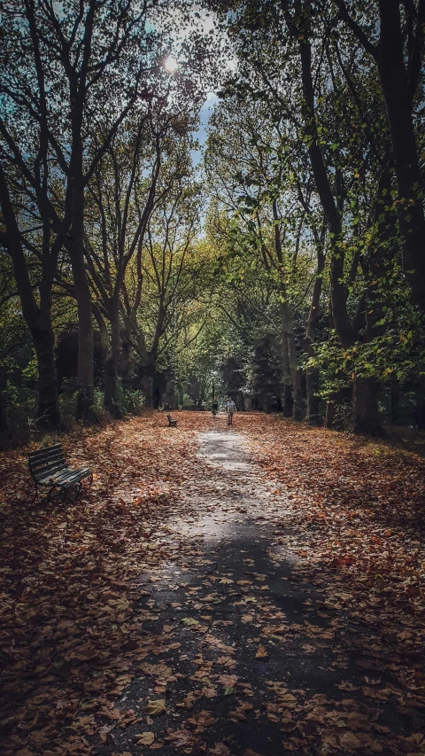 a path that has fallen leaves to the side