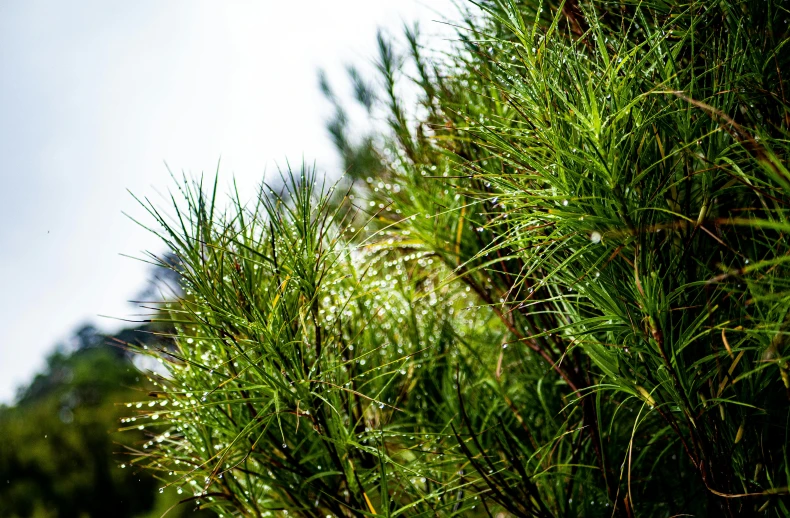 the leaves of a pine tree are very green