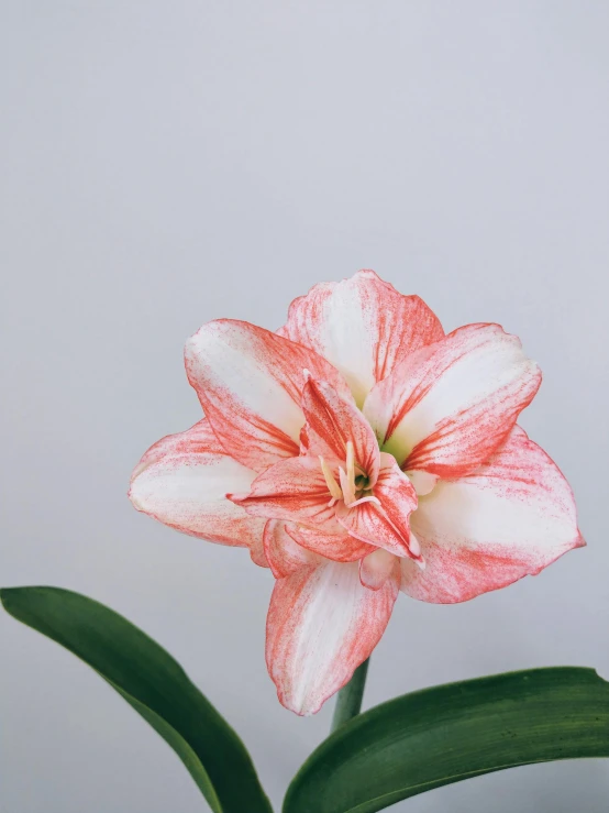 red and white flower with green leaves on a gray background