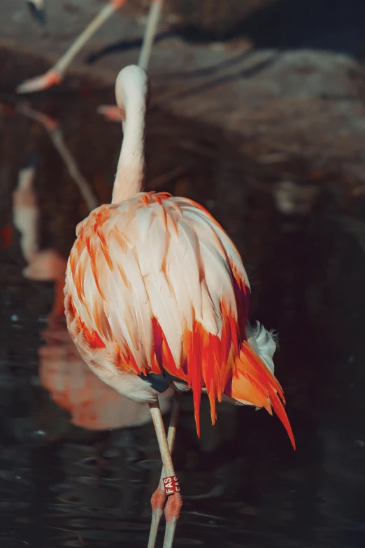 a flamingo standing in the water with its head and beak turned