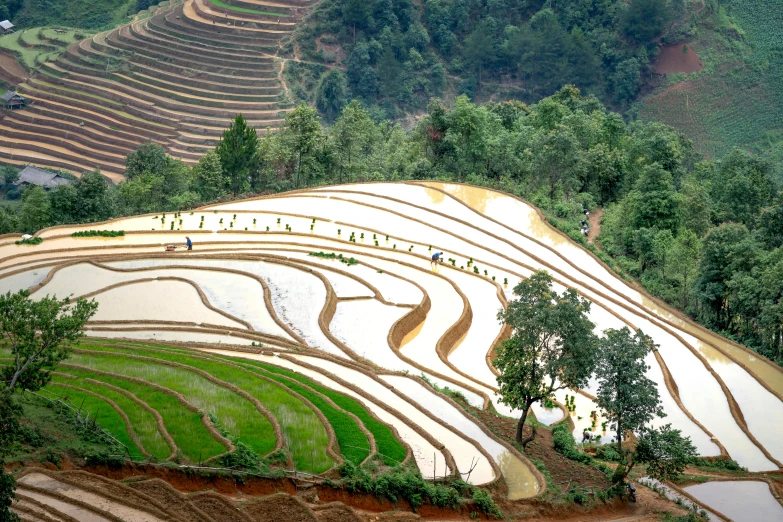 a large area of terraces next to trees and mountain