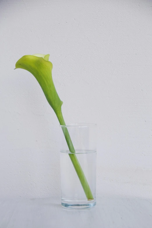 a single flower in a glass vase with water