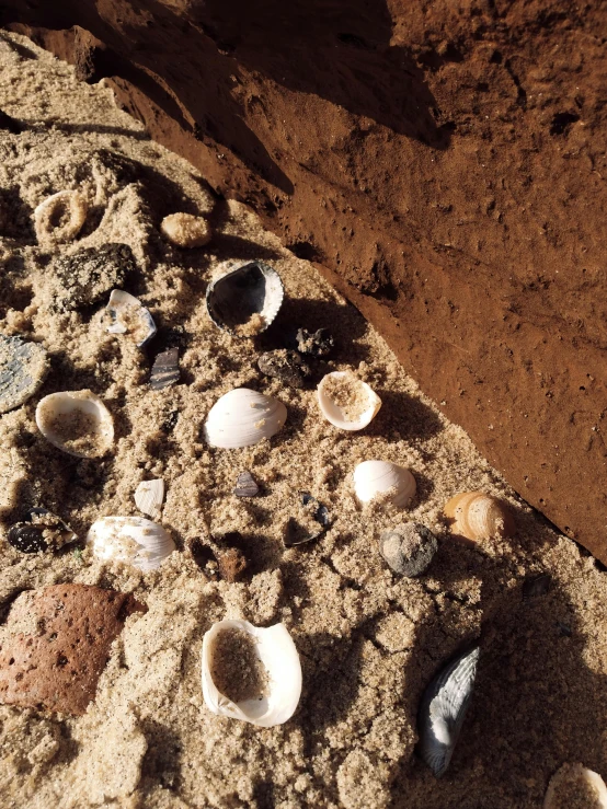 many shells and other items scattered around on the sandy beach