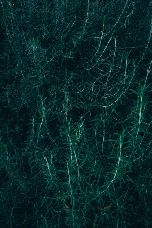 a group of trees is seen from the air