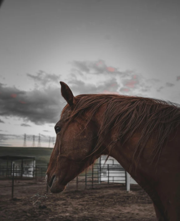 the side of a brown horse with clouds in the background