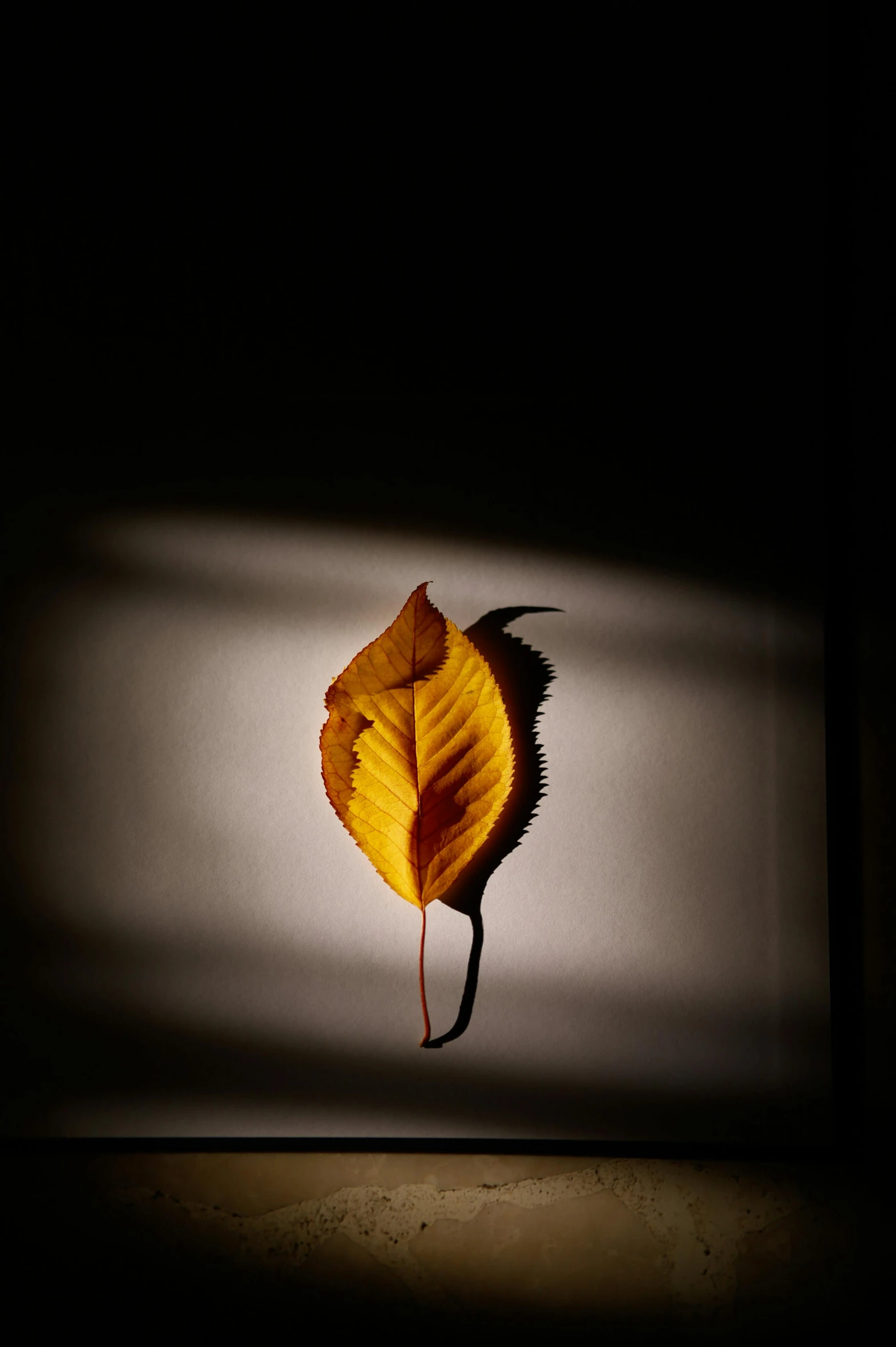 the light shines in on a fallen leaf