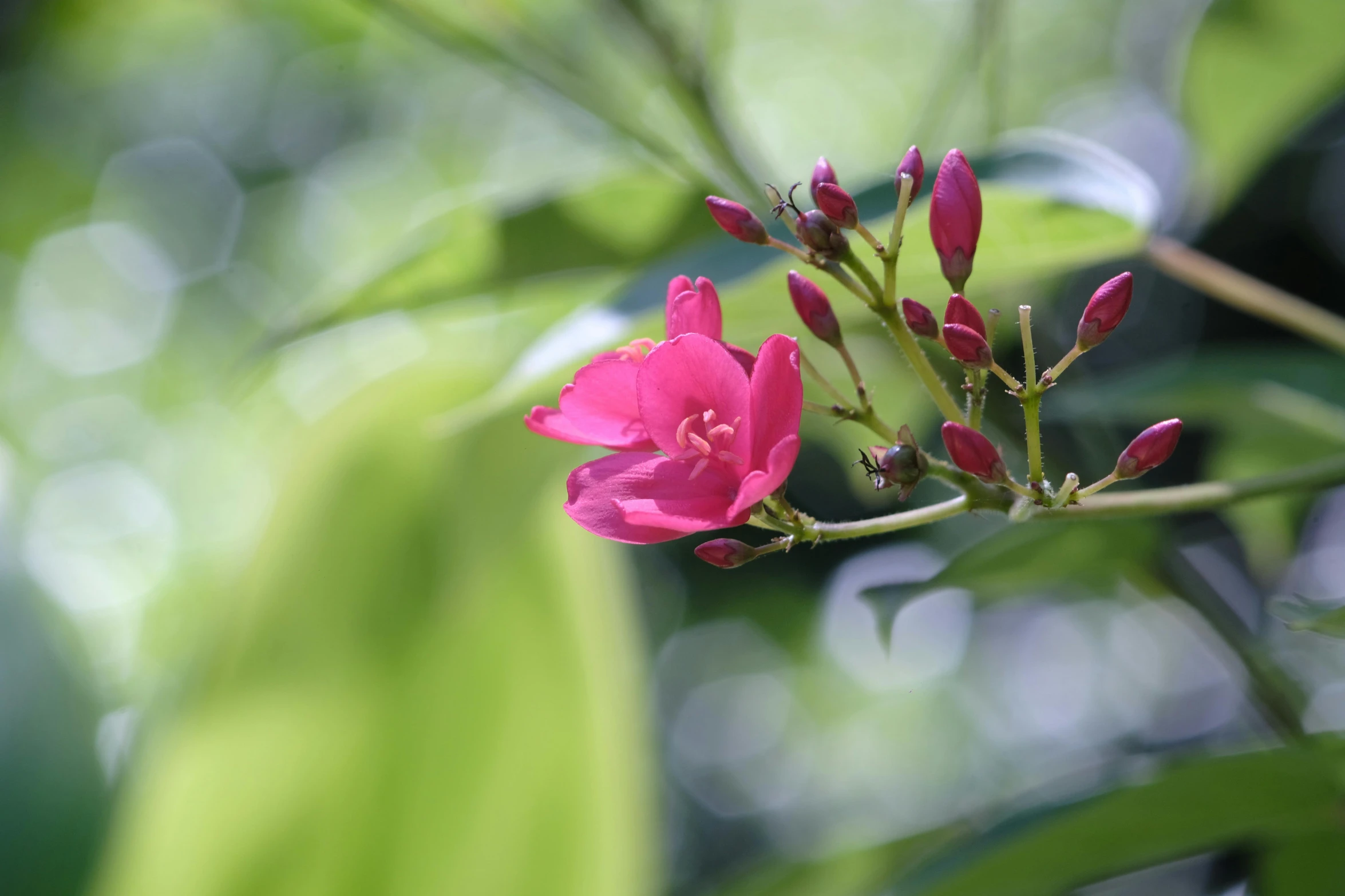 the bright pink flower has long green stems