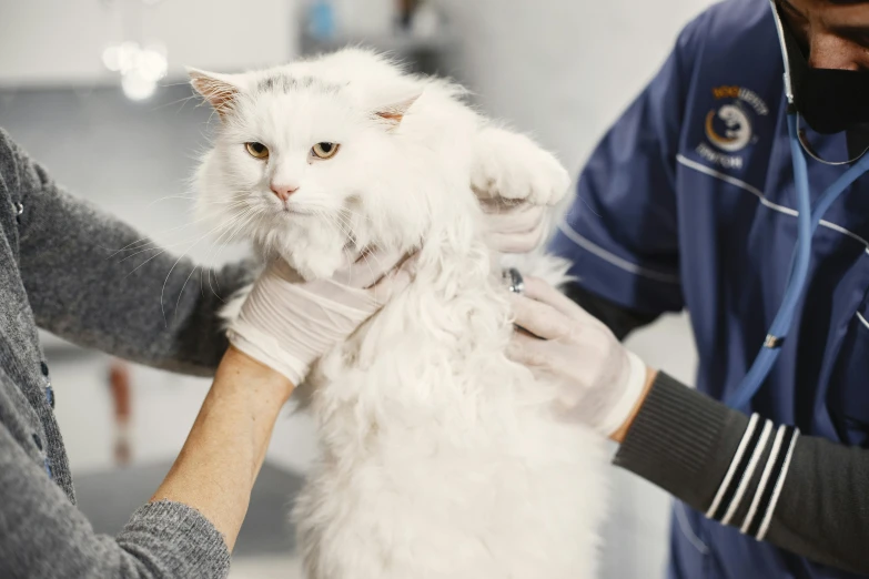 a cat that is being groomed by two people