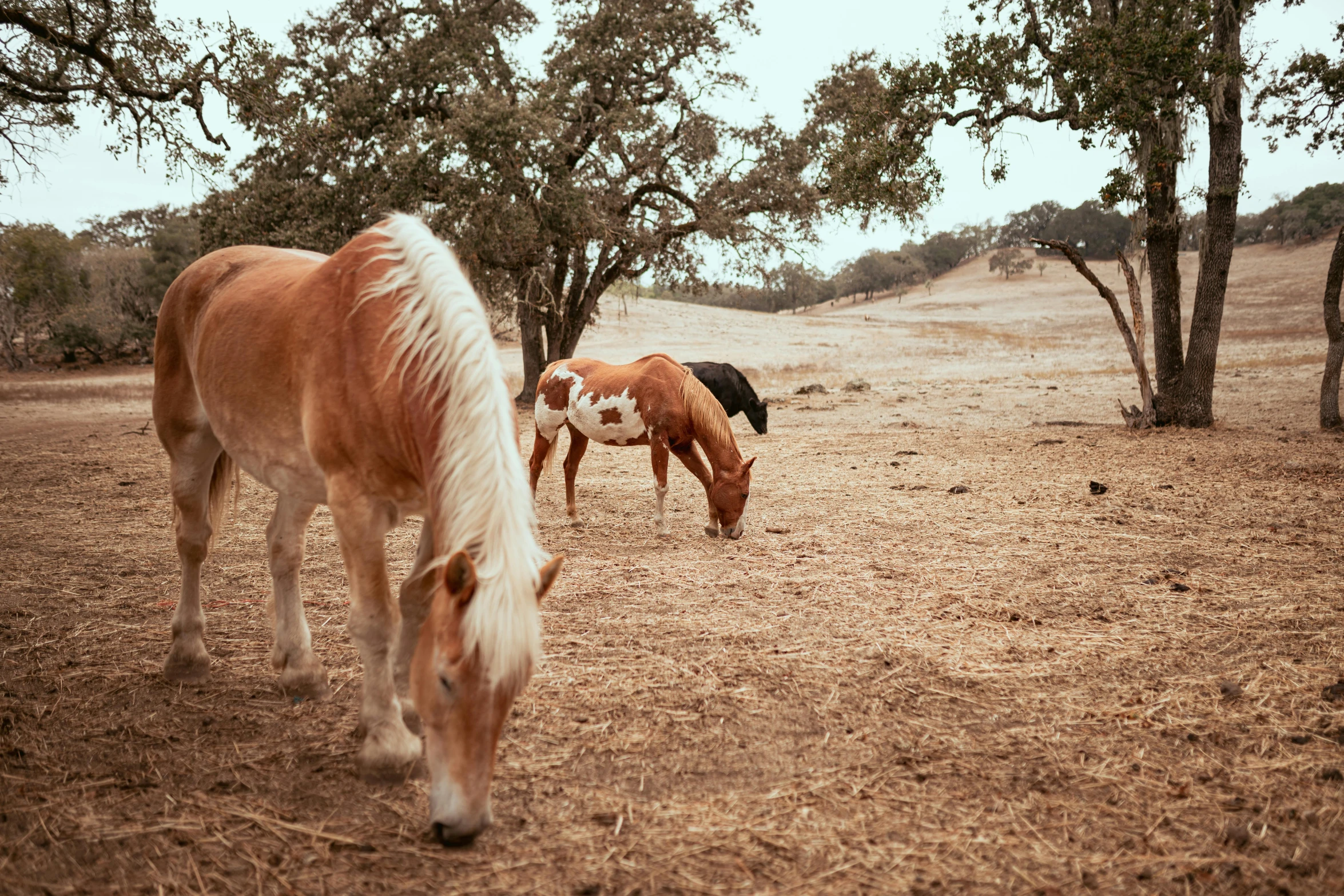 two horses grazing in an open field among trees