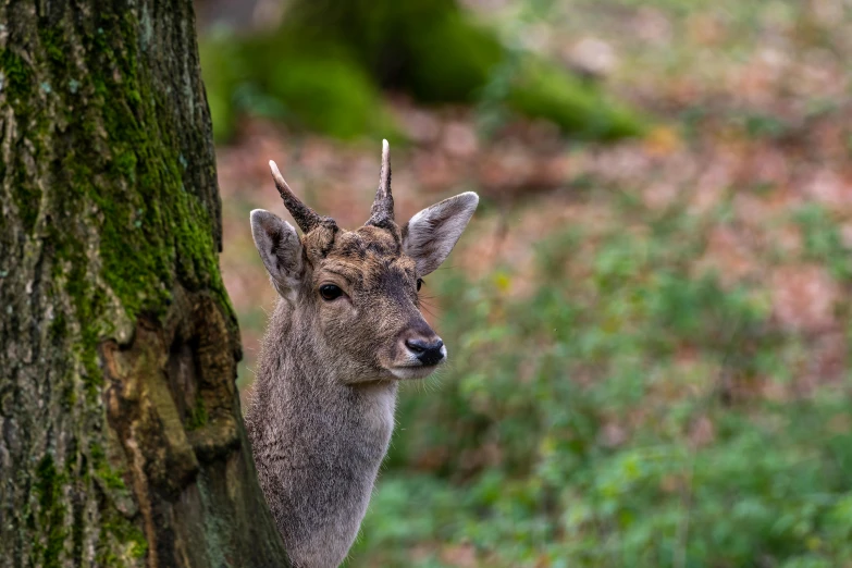 a small deer standing next to a tall tree