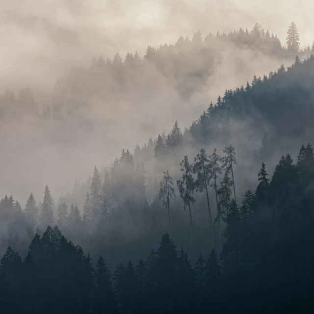 the silhouette of a forest on a misty day