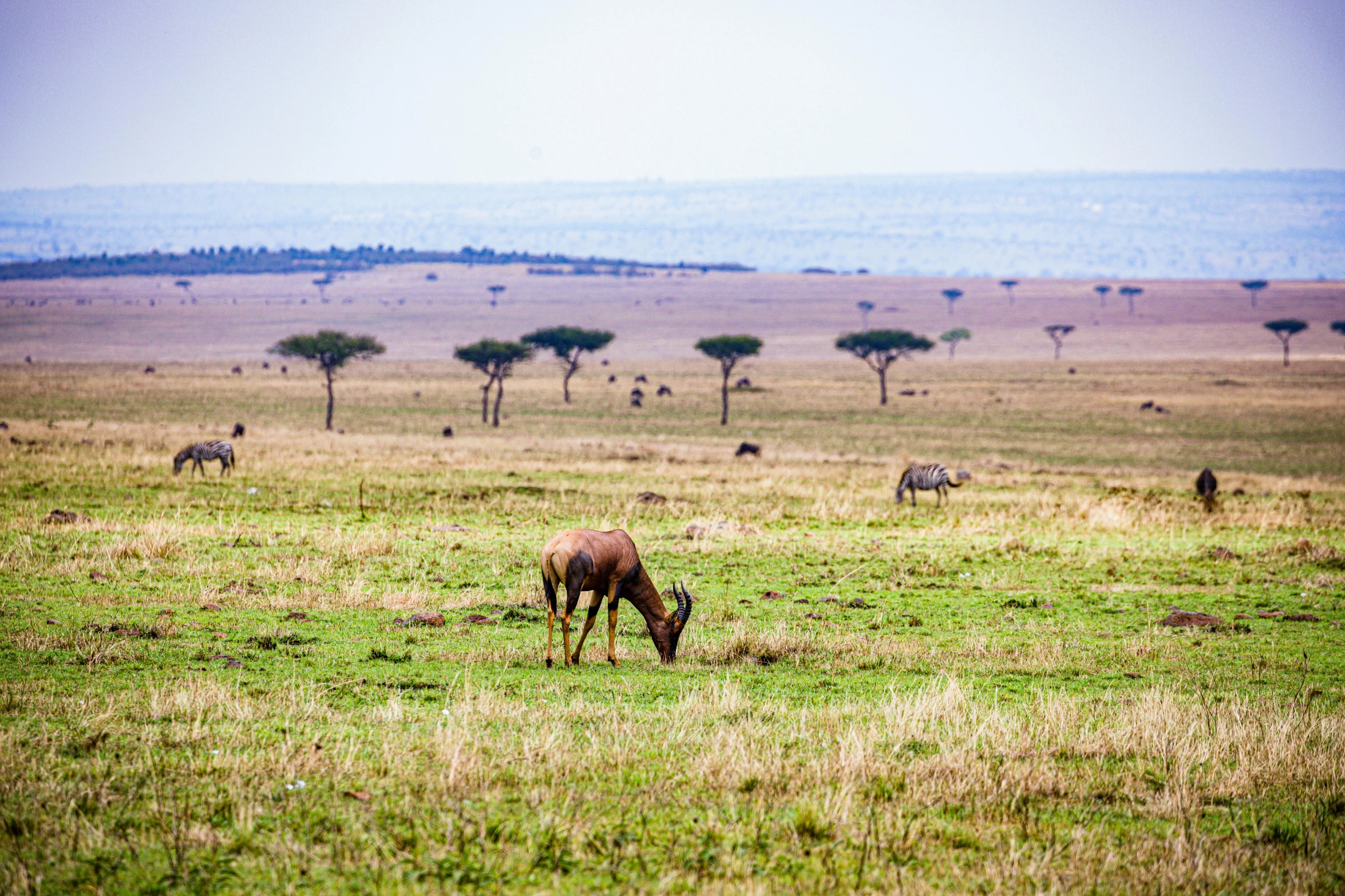 two horses are grazing in the grass on the plains