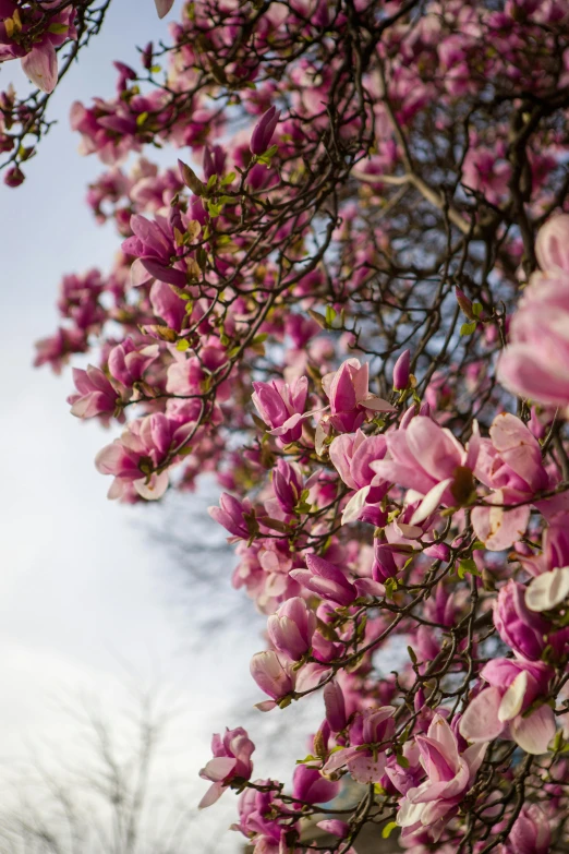 large pink flowers blooming from a tree in winter