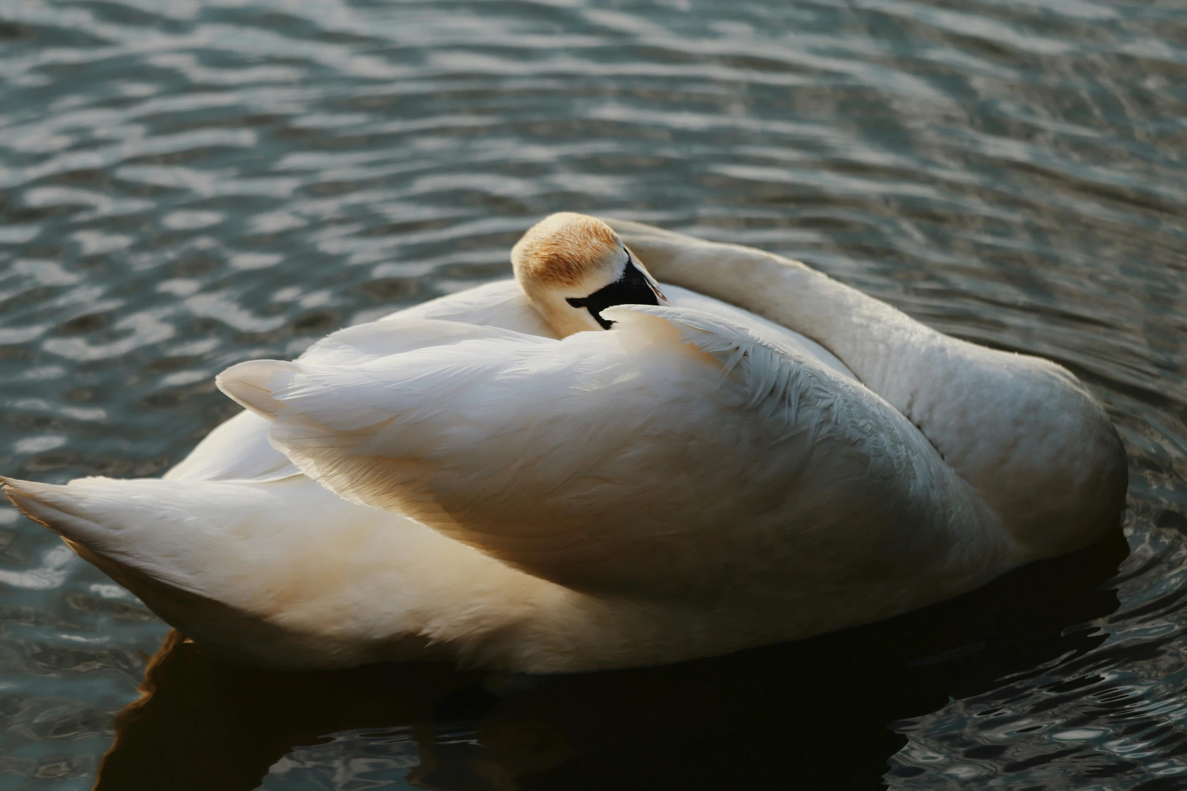 an image of a white swan swimming on water