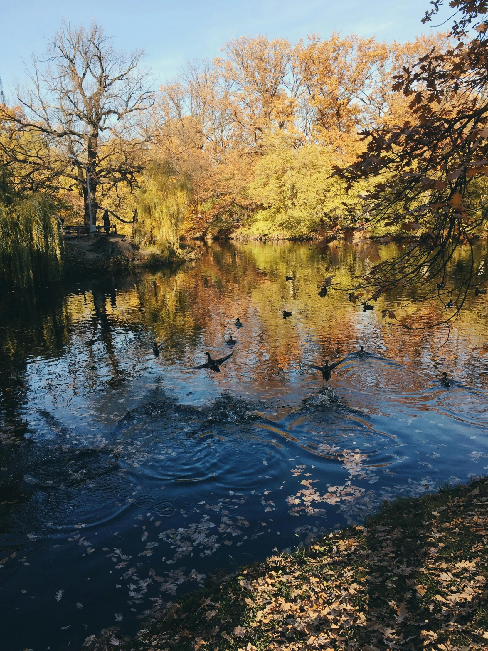 several birds flying above the water in a body of water