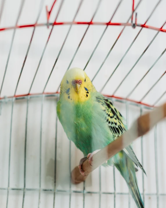 small green and yellow bird perched on top of a wooden stick