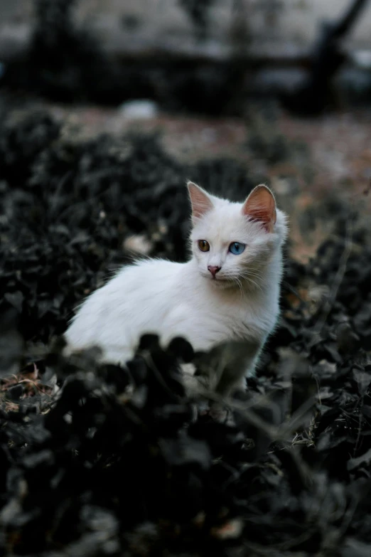 a white kitten with blue eyes sitting on ground