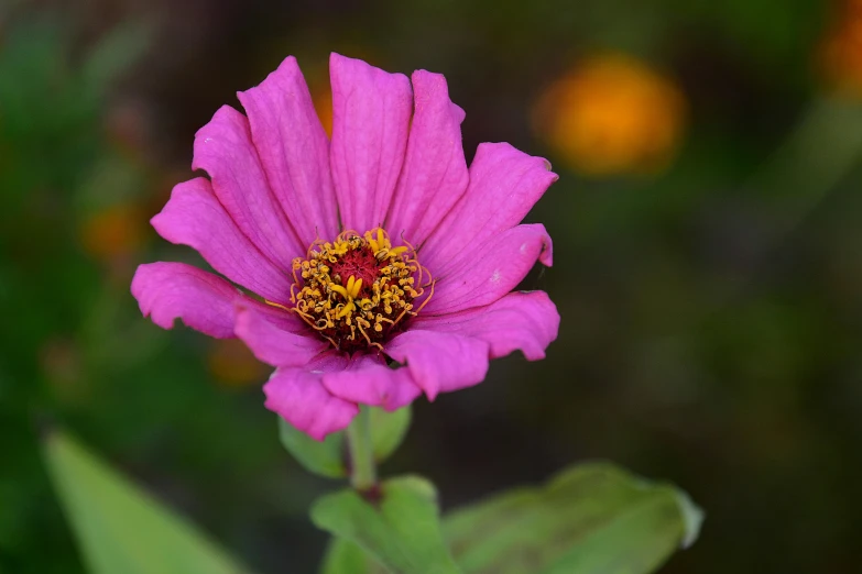 a small pink flower with yellow center