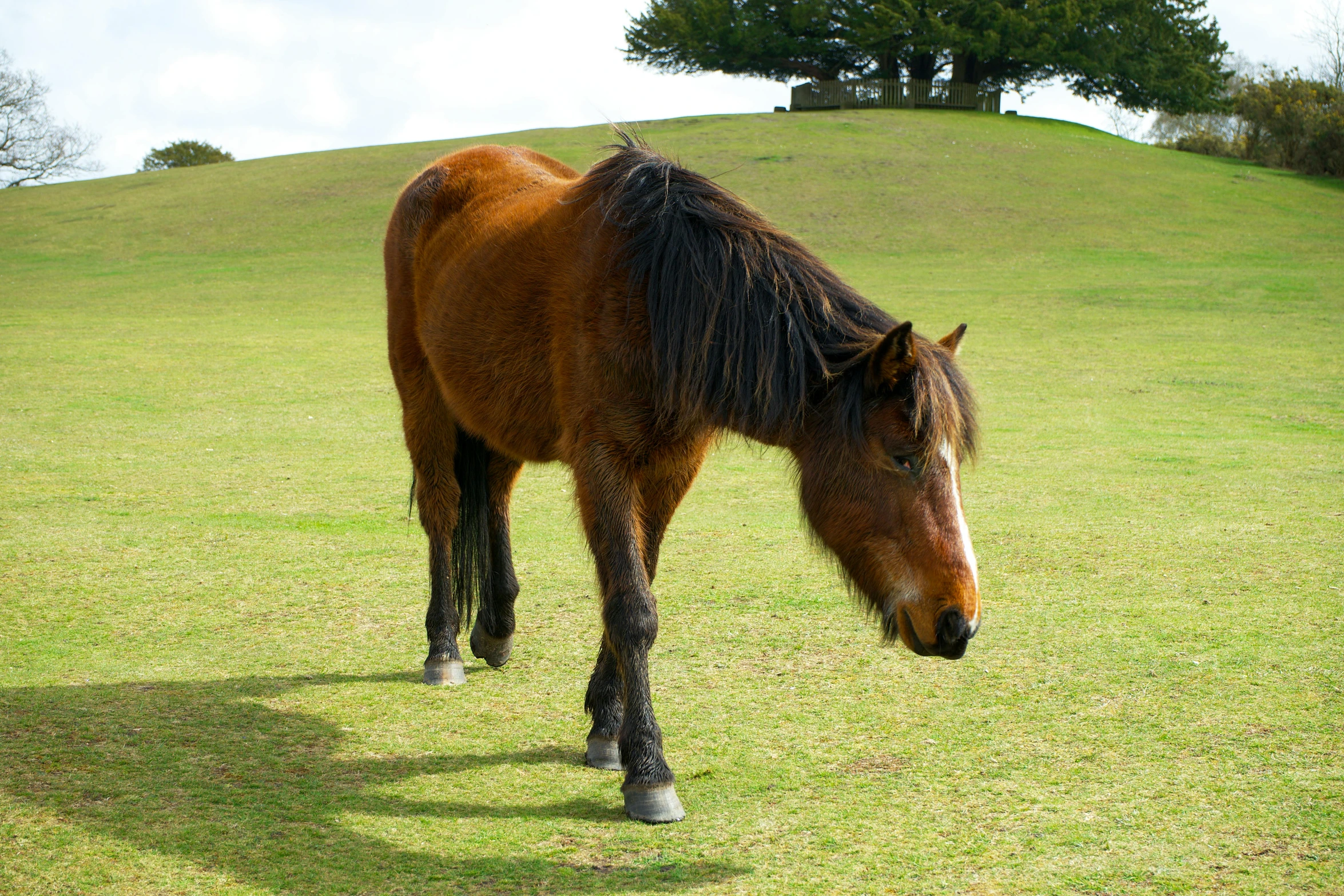 the large horse is standing alone in the grass