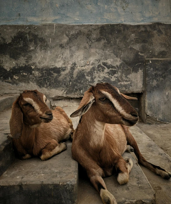 two animals that are sitting next to each other