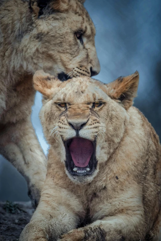 two adult lions show their teeth and intense fangs