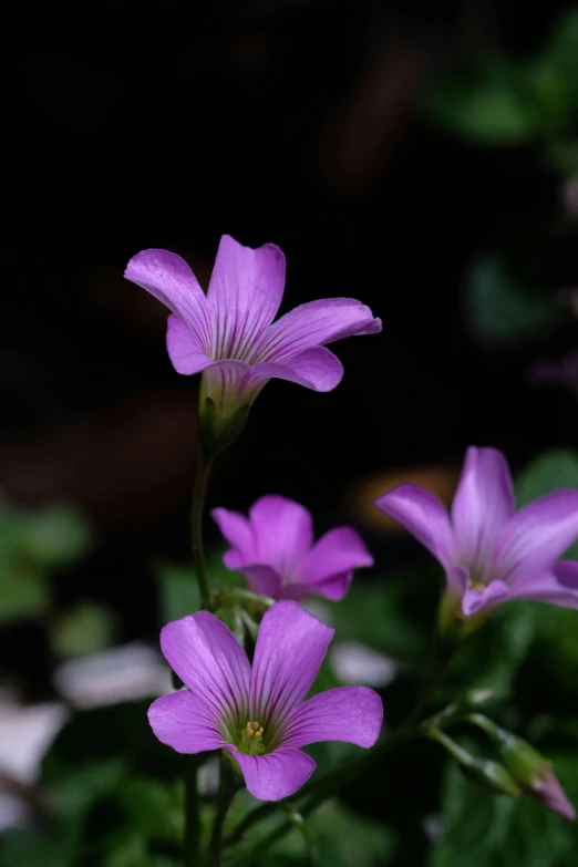 purple flowers growing out of the leaves of a plant