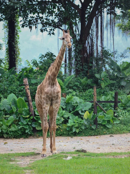 a giraffe in front of some bushes and trees