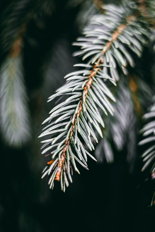 a close up of the needles on a pine tree