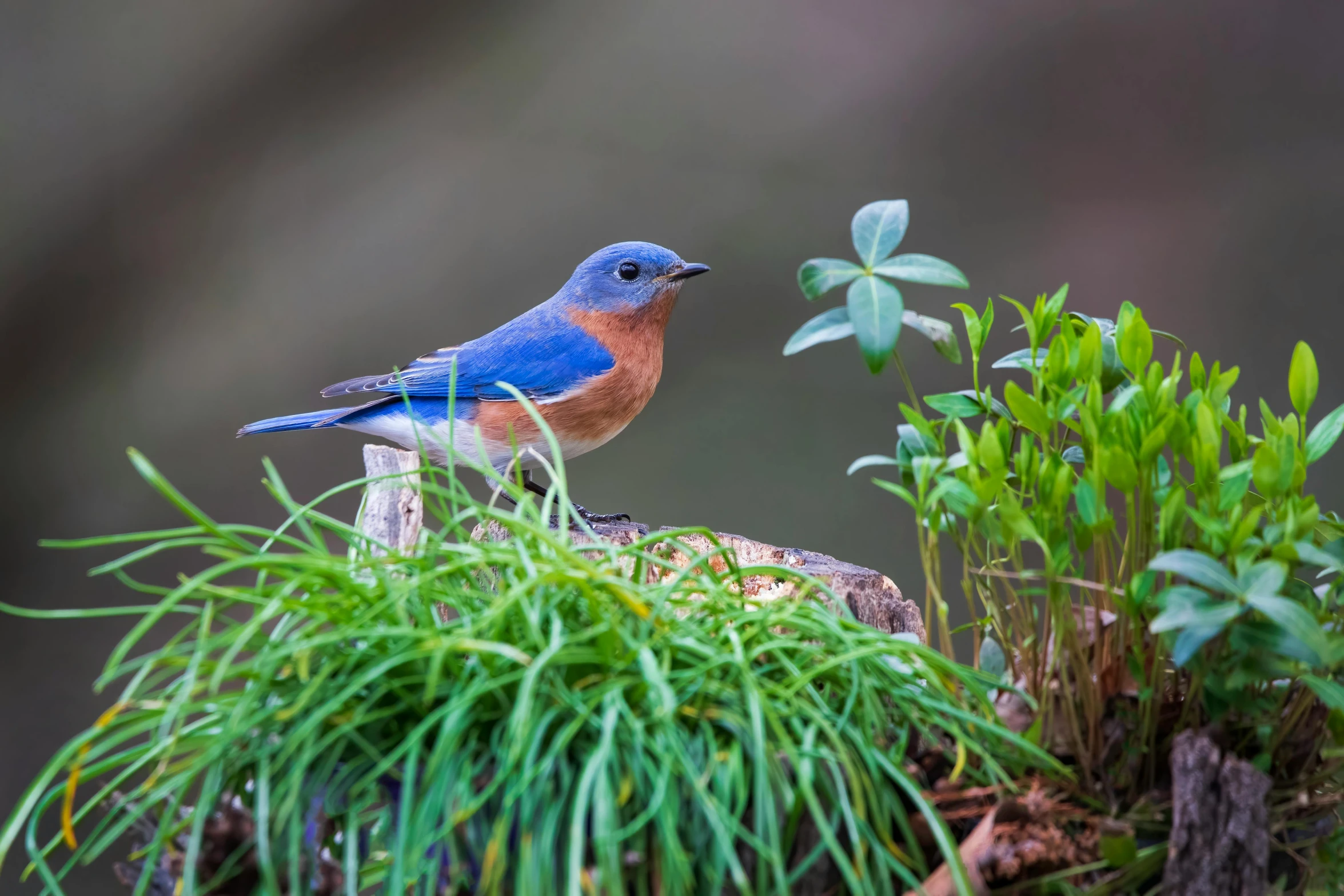 bluebird sitting on nch with green plants near by