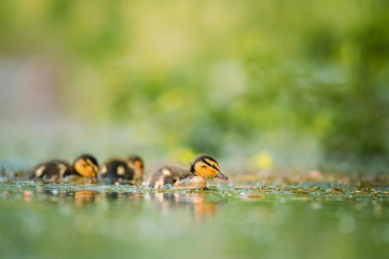 two ducklings that are swimming on a pond