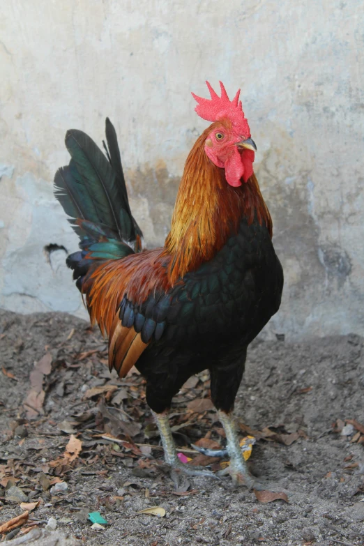 the rooster is looking forward while standing on dirt