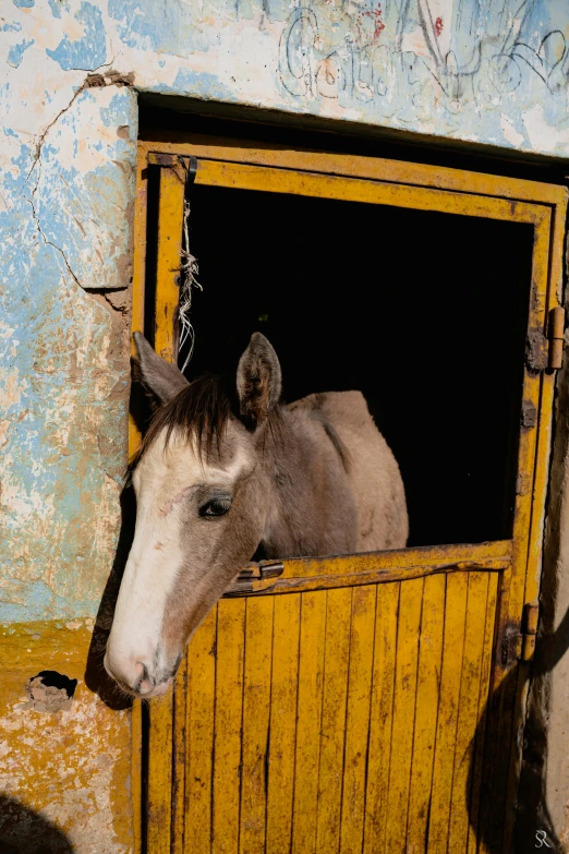 a donkey is in a door with a rusty frame