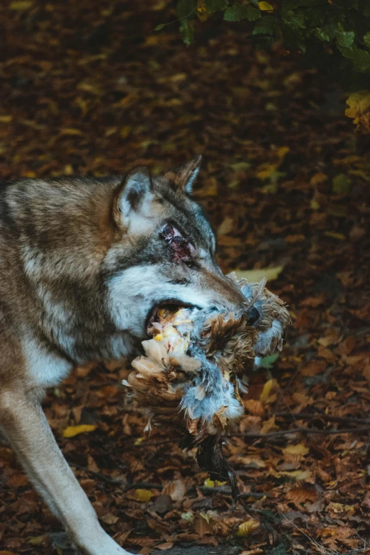 an animal is being beaten down by someone