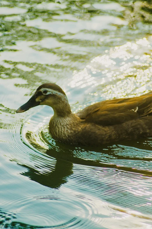 a duck in the water during the day