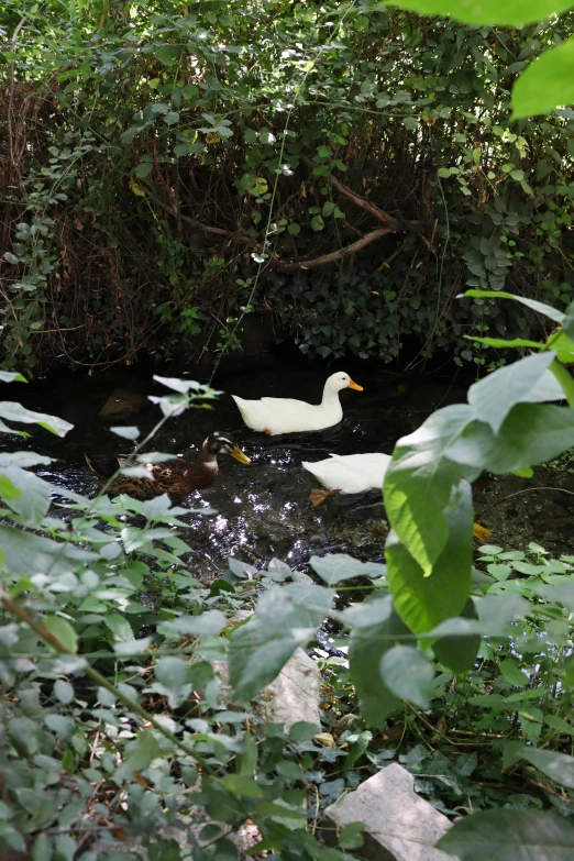 ducks swimming in shallow river surrounded by greenery