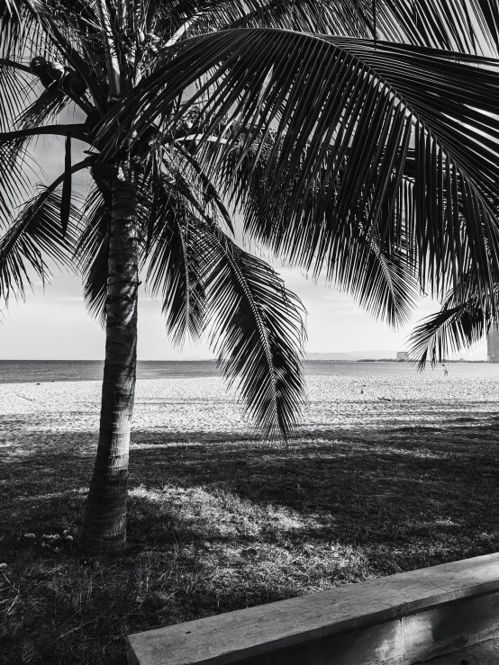 the view from behind a tree in front of a beach