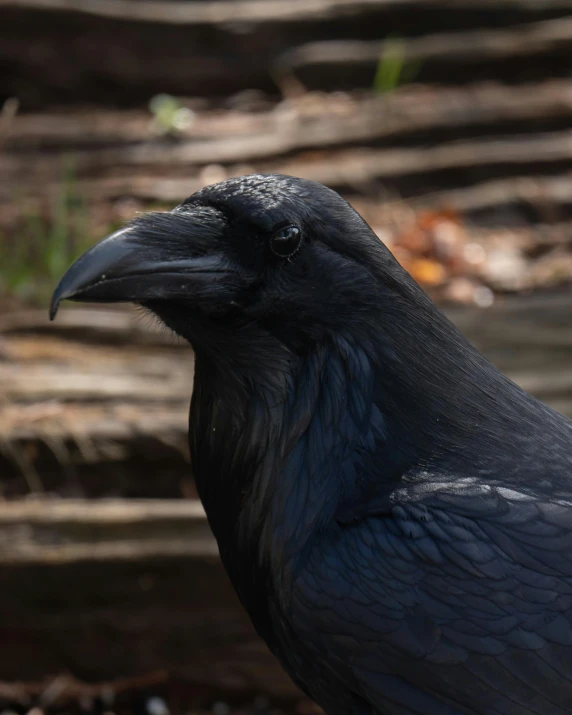 a black bird standing on a forest ground