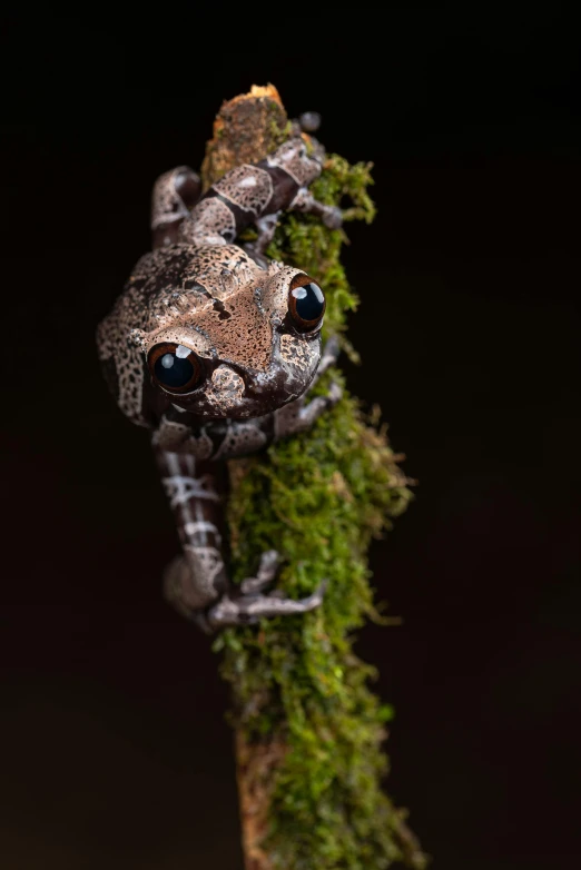 a frog with blue eyes sitting on top of a moss nch