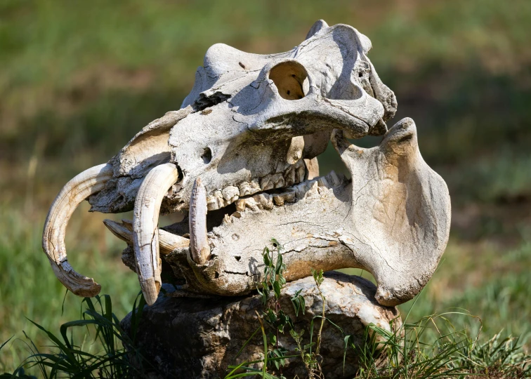 an animal skull that has been found on a dead tree