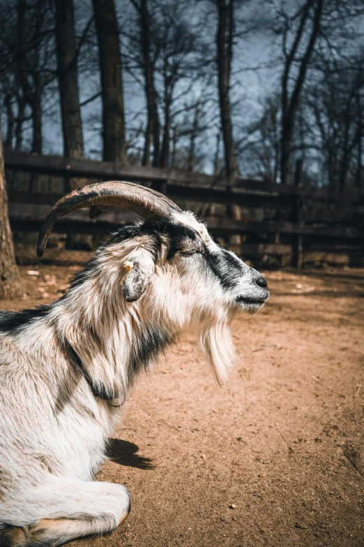 a goat sitting on top of a dirt field