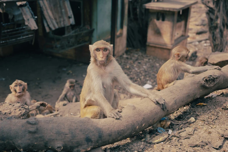 monkeys sitting on log outside a building in the middle of a dirt area