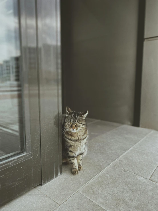 a cat sits on the floor in front of the door