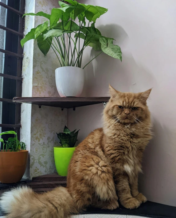 an orange cat sitting next to potted plants