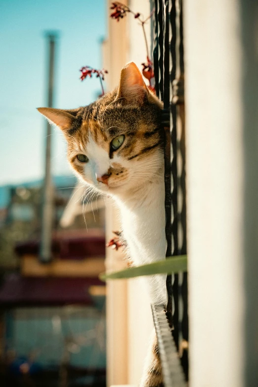 the cat sits on the ledge of the wall