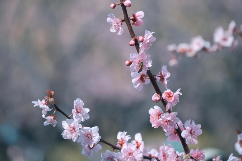 small, white and pink flowers on tree nch