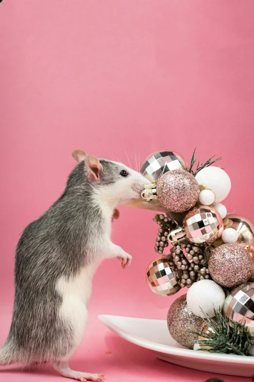 a rat with its back to a bowl on top of ornaments