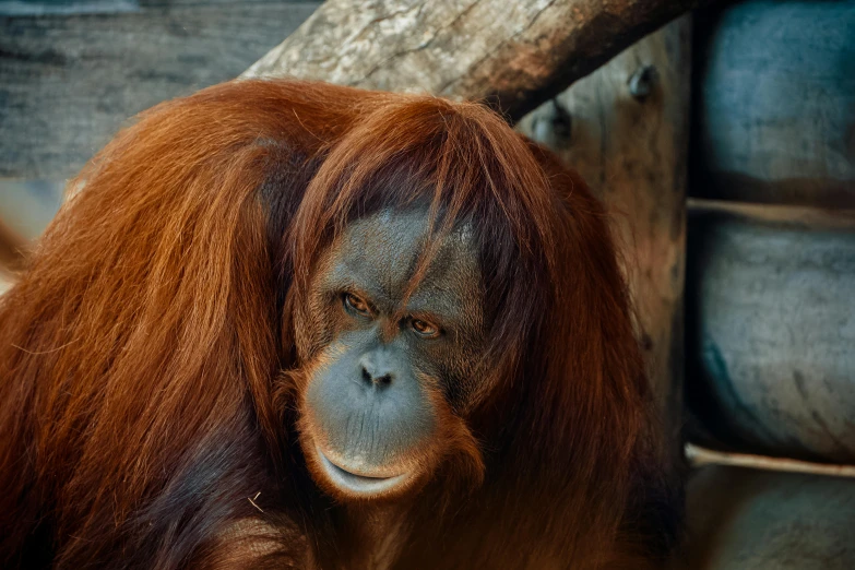 a large monkey with brown hair is by itself