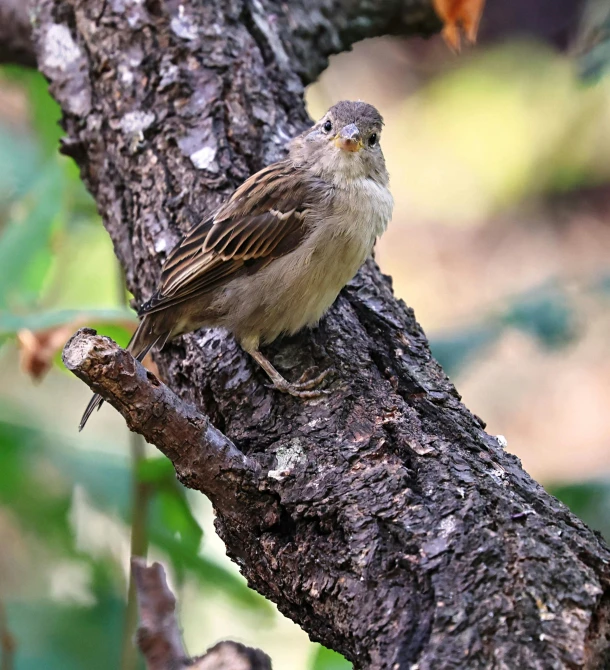 a brown bird sitting on a nch near a tree