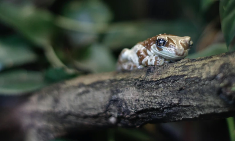 a small frog is sitting on top of a tree nch